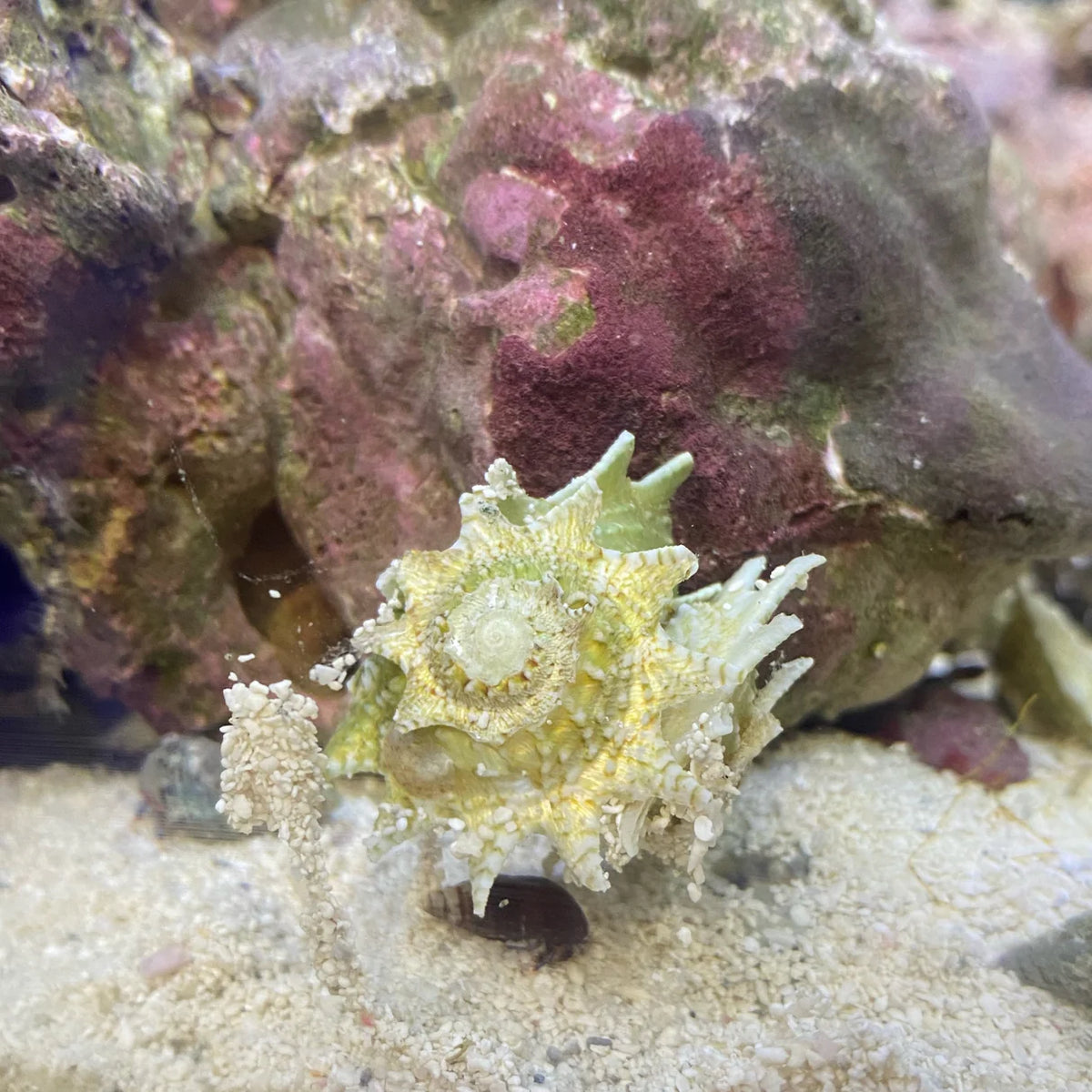 Star Astrea Snail