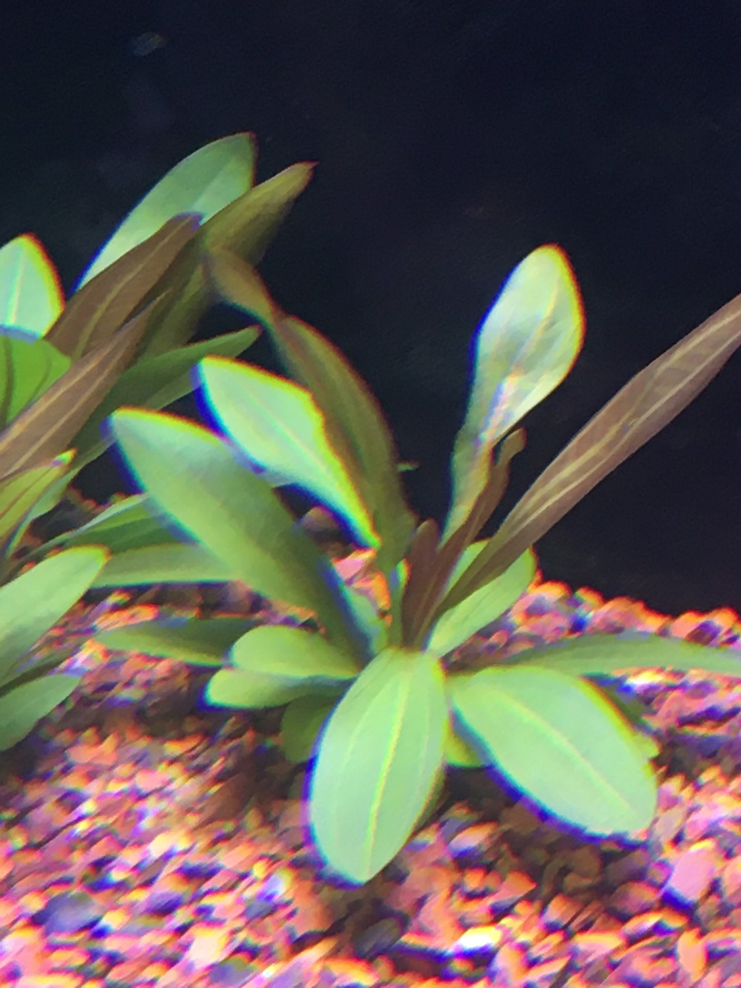 Echinodorus red rubin P23