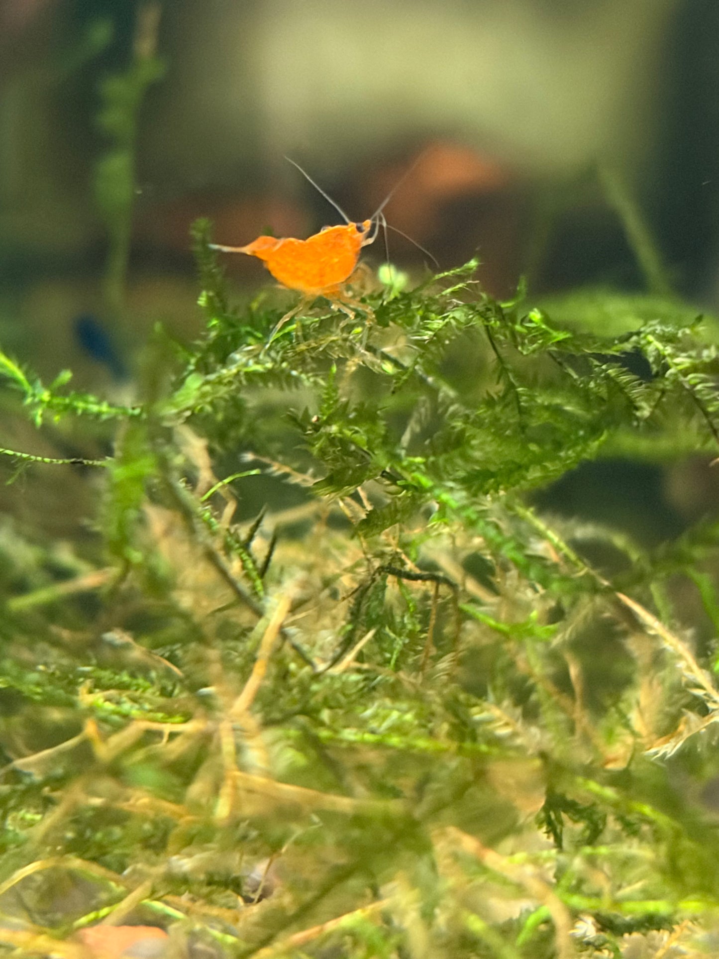 Sunkist Shrimp