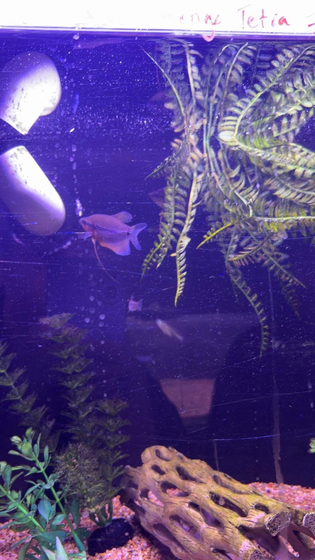 Pearl leeri gourami
