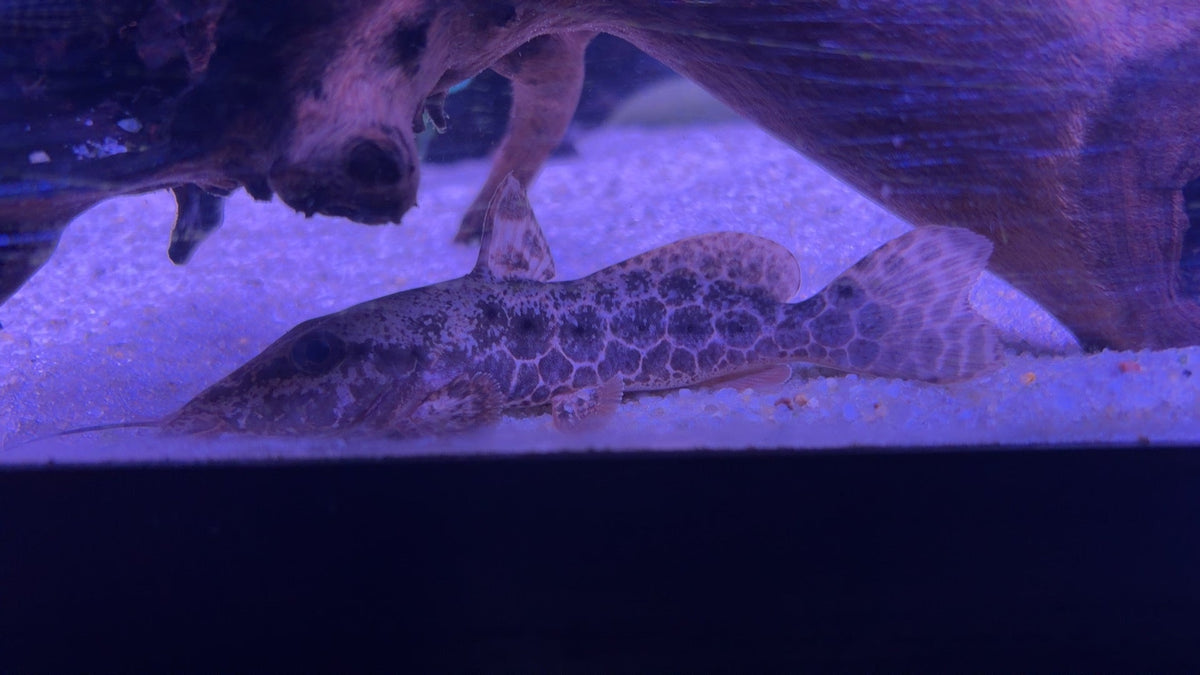 Giraffe Nose Catfish