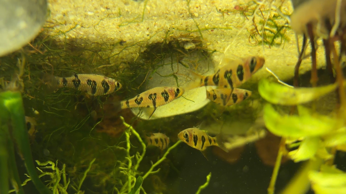 Snakeskin Barb