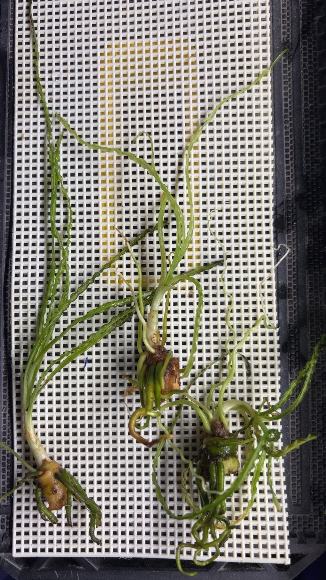 Crinium natans plant