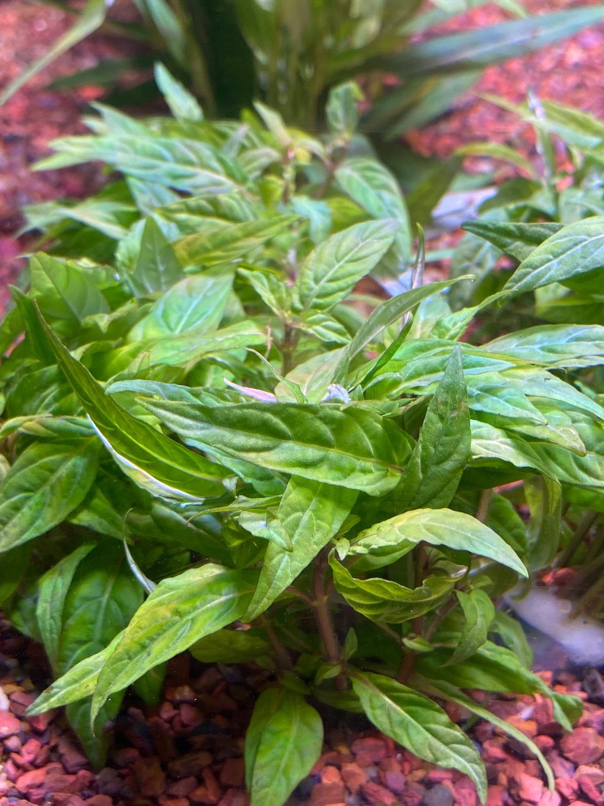 P65 - Hygrophila corymbosa