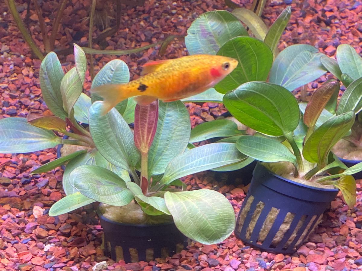 P61 - Echino. hadi Red Pearl