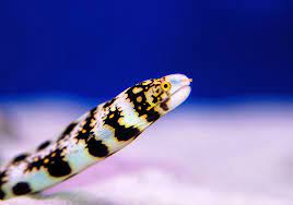 SNOW FLAKE EEL