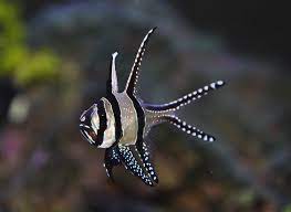 BANGGAI CARDINAL