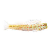 ORANGE SPOTTED BLENNY