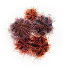 TUXEDO URCHIN