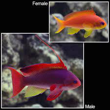 SQUAMIPINNIS ANTHIAS