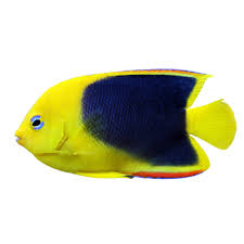 ROCK BEAUTY ANGELFISH
