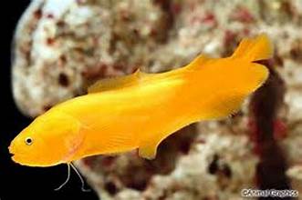 YELLOW EEL GOBY