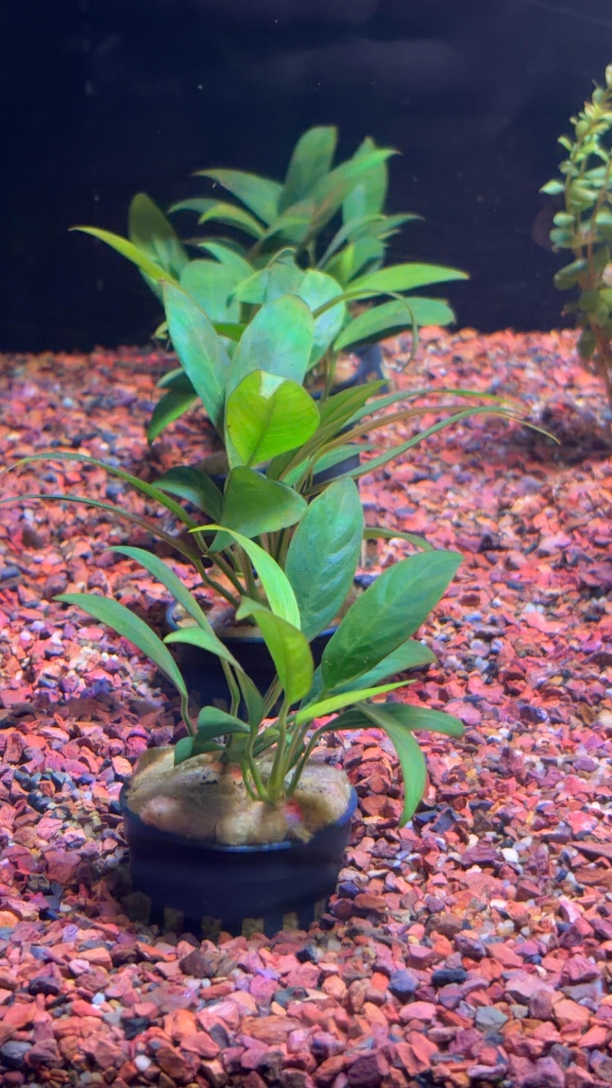 P40 annubias barteri var glabra