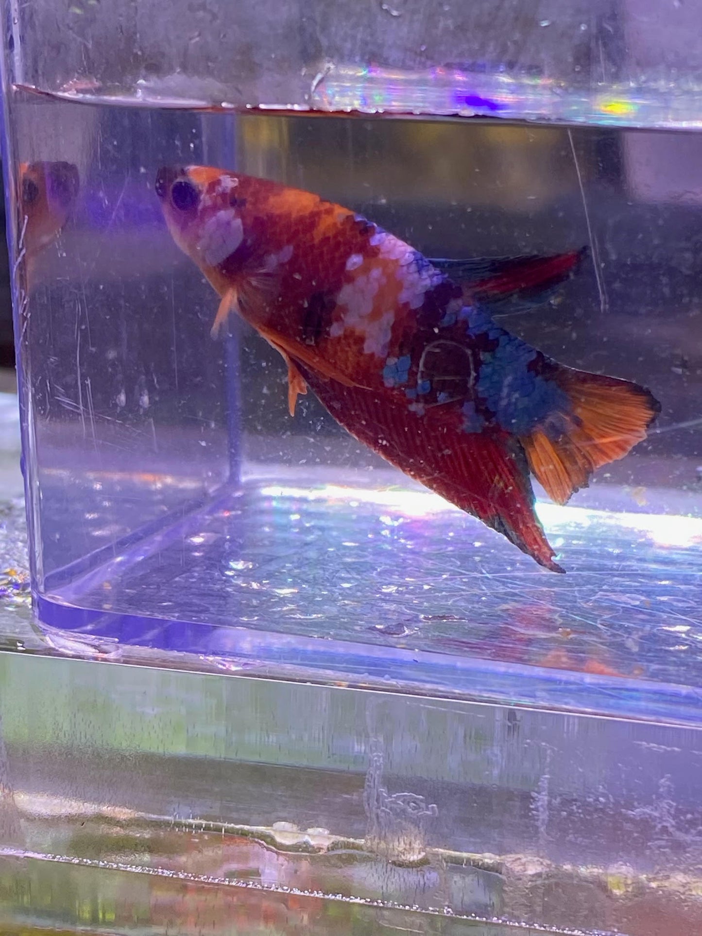 B09-KOI PLAKAT BETTA-WYSIWYG