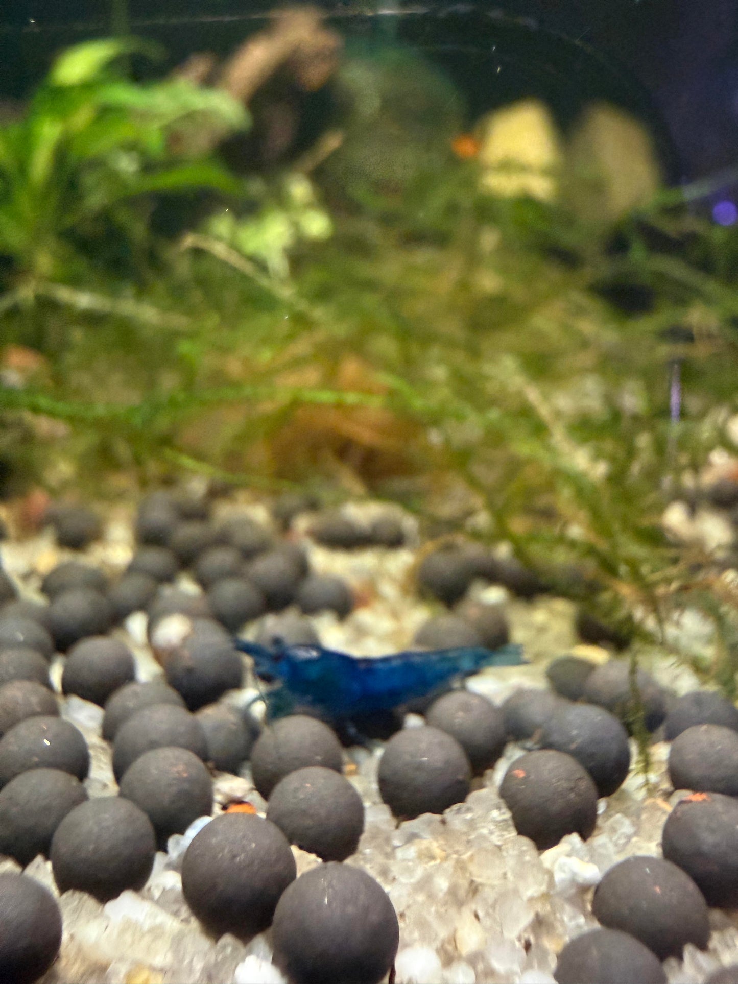 Blue Velvet/Blue Dream shrimp