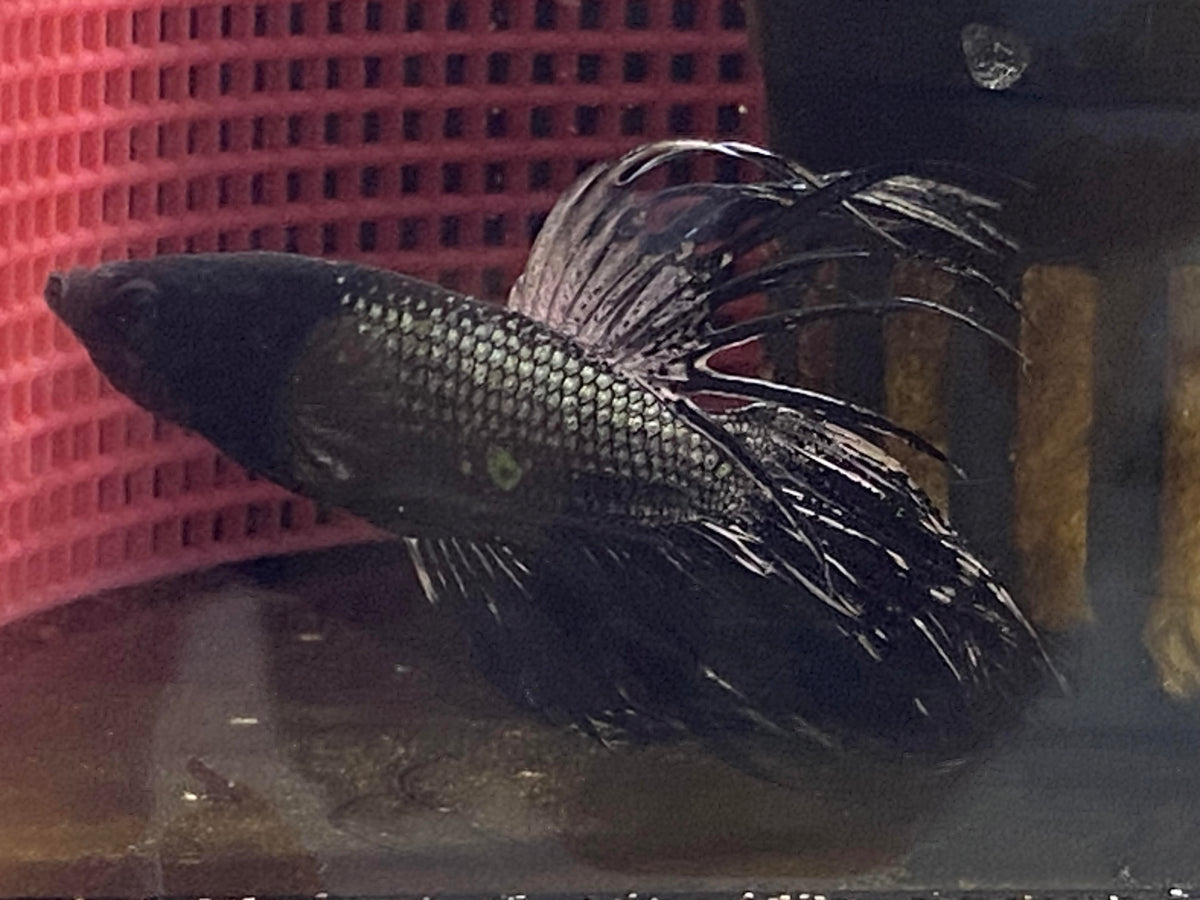 B10-BLACK CROWNTAIL-WYSIWYG