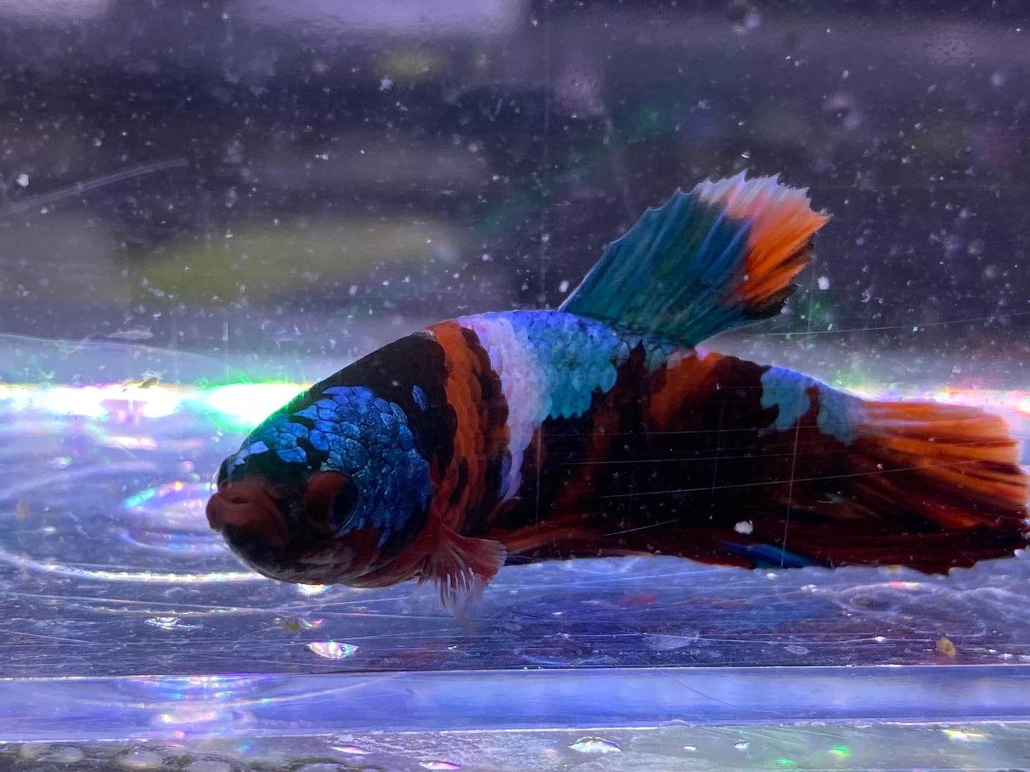 B05-KOI PLAKAT BETTA_WYSIWYG