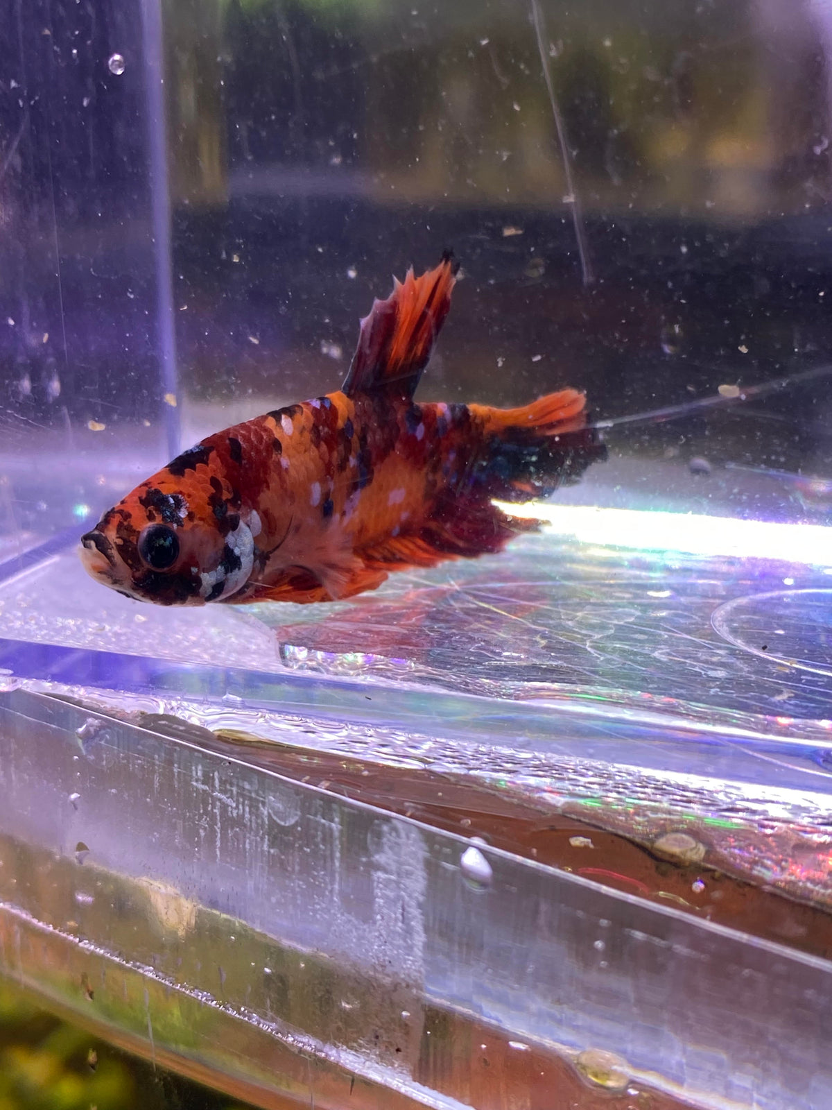 B07-KOI PLAKAT BETTA-WYSIWYG