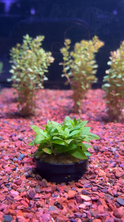 P50 - Staurogyne repens