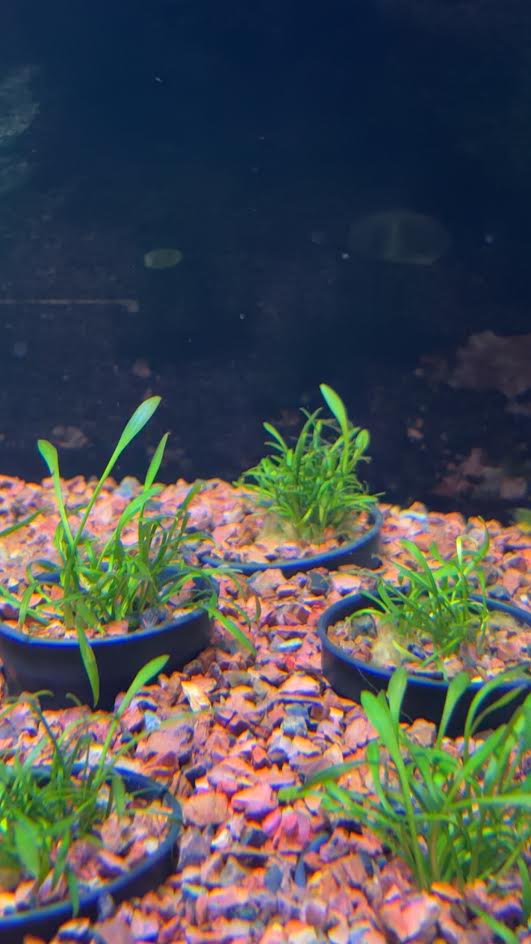 P42 - Cryptocoryne parva