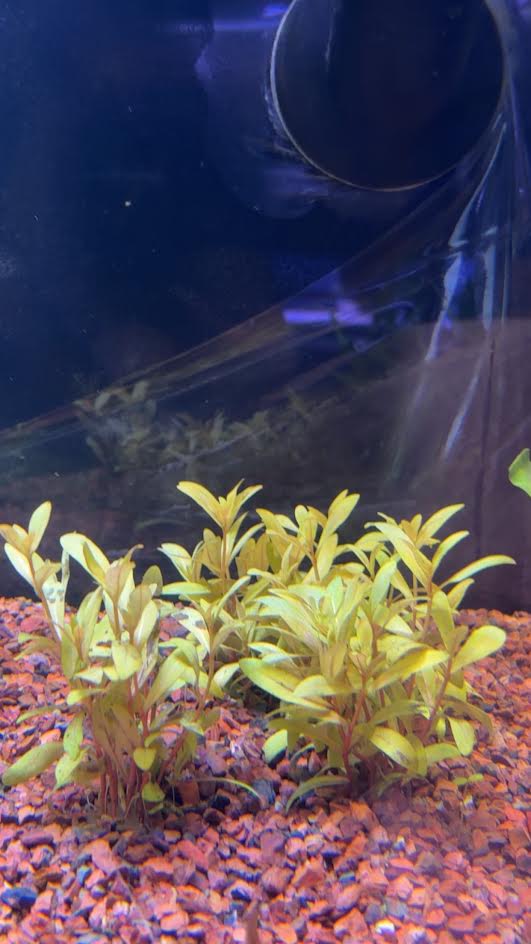 P54 - Nesaea pedicellata Golden