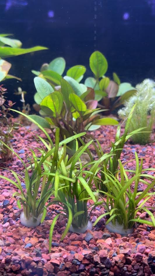 P58 - Sagittaria pusilla
