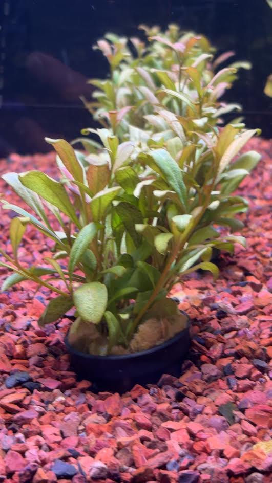 P49 - Samolus parviflorus RED