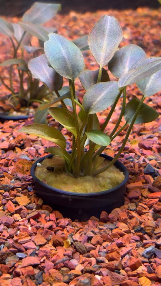 P48 - Lagenandra meeboldii RED ROUND