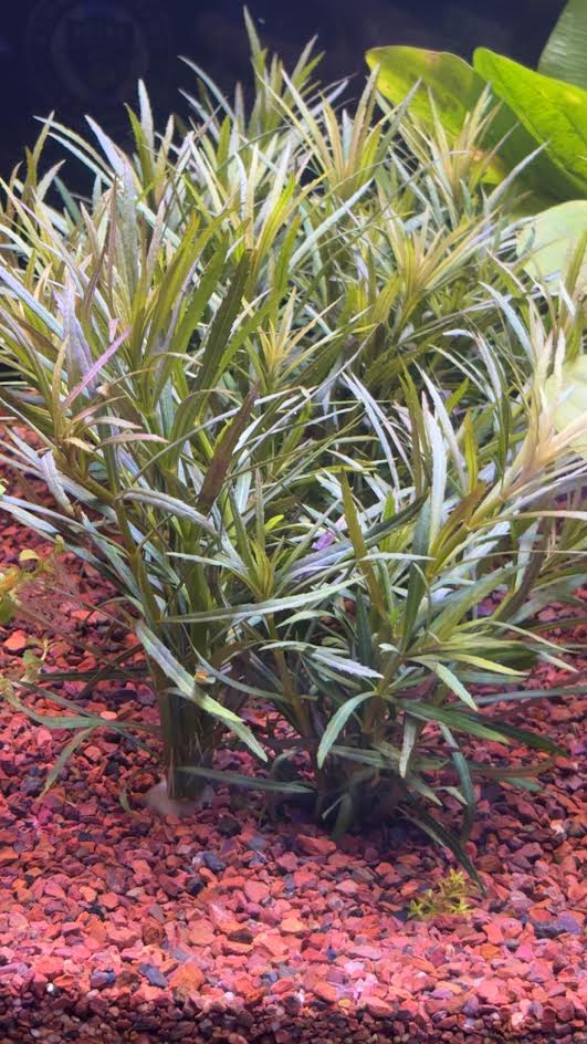 P55 - Pogostemon stellatus (Eustralis)