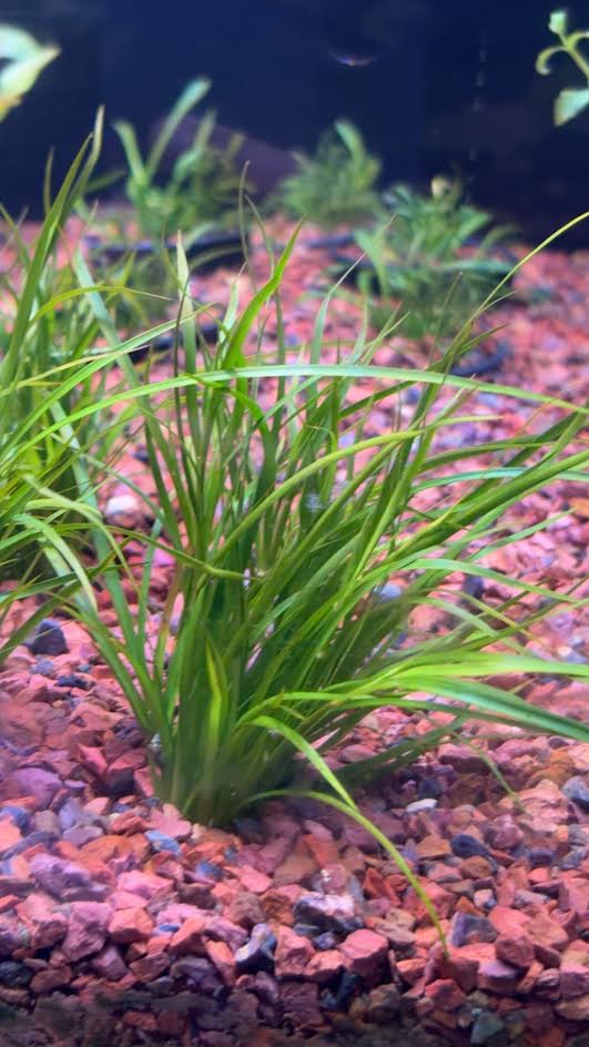 P51 - Juncus repens