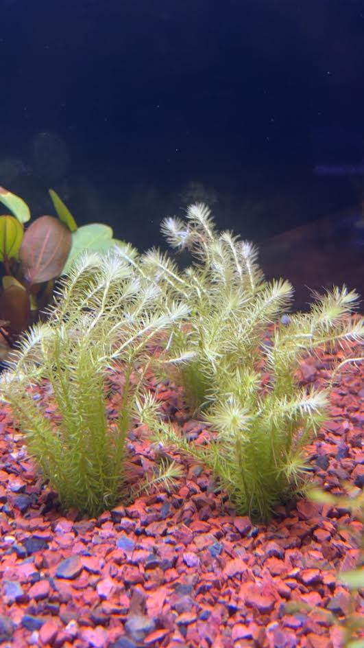 P53 - Mayaca fluviatilis