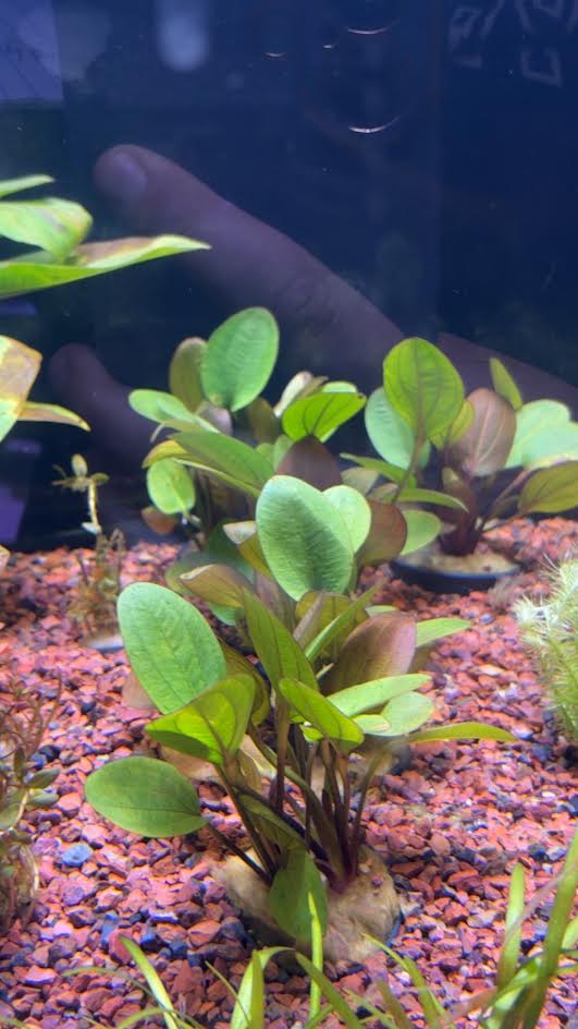 P45 - Echinodorus sp. BIG BEAR