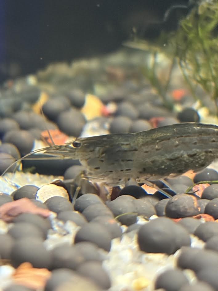 Amano shrimp