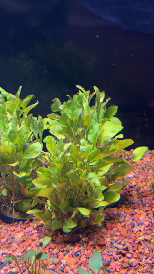 P39  Alt. bettzickiana Red
