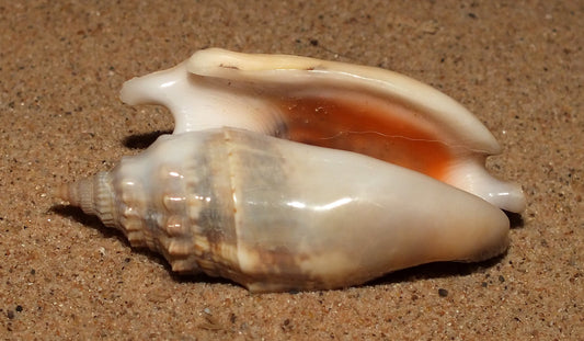 Diana's Conch