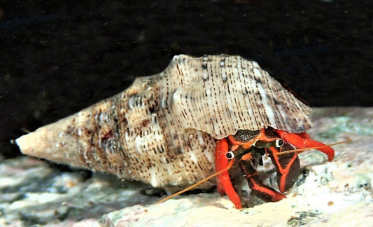 Red Leg Hermit Crab