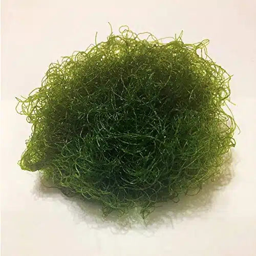 Chaeto. Algae Portion