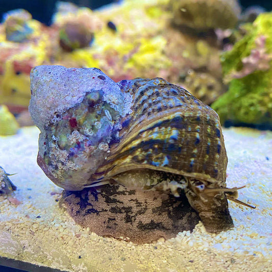 Mexican Turbo Snail