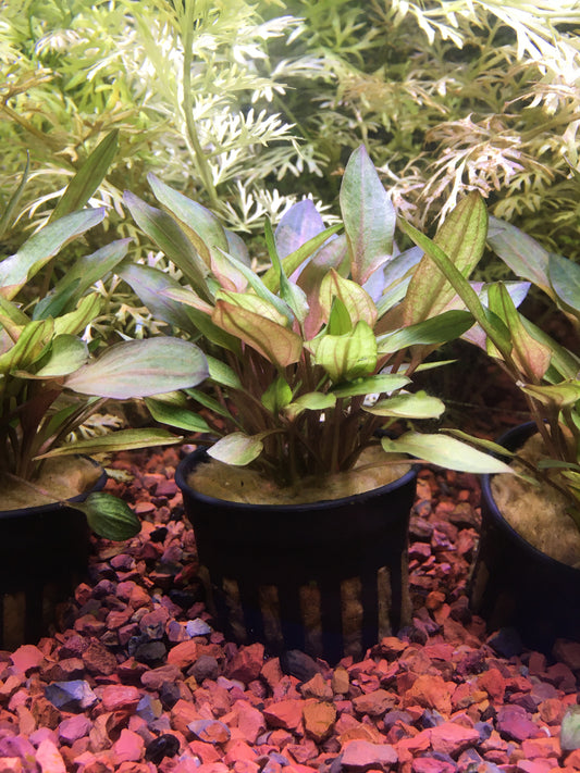 Cryptocoryne Florida sunset P15