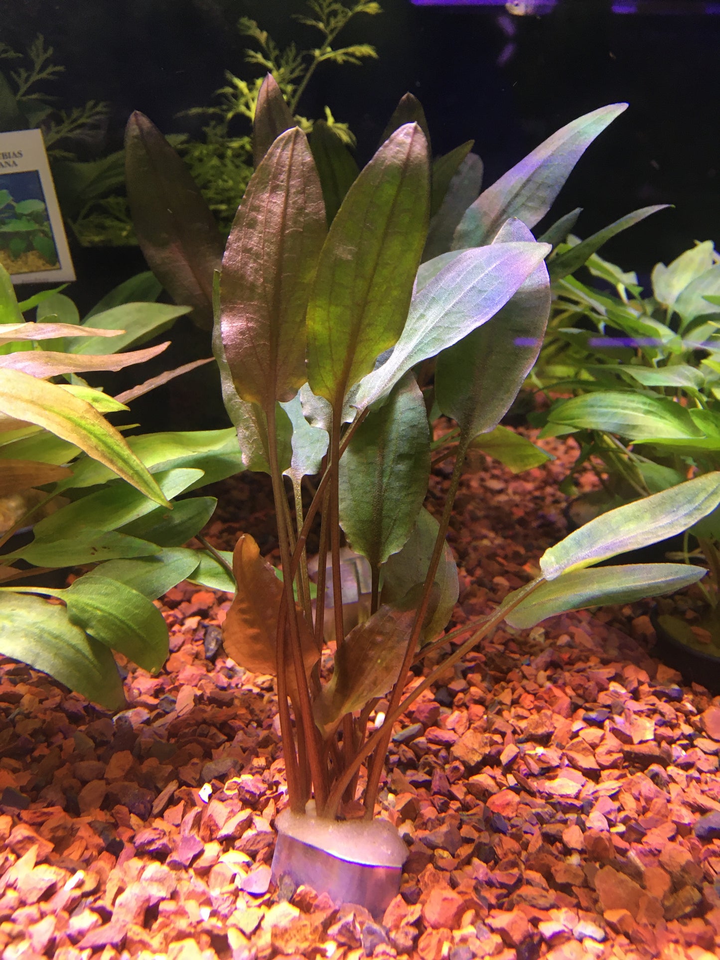 Cryptocoryne walkeri P22