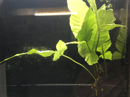 Bolbitis heterocilita asiatica P33