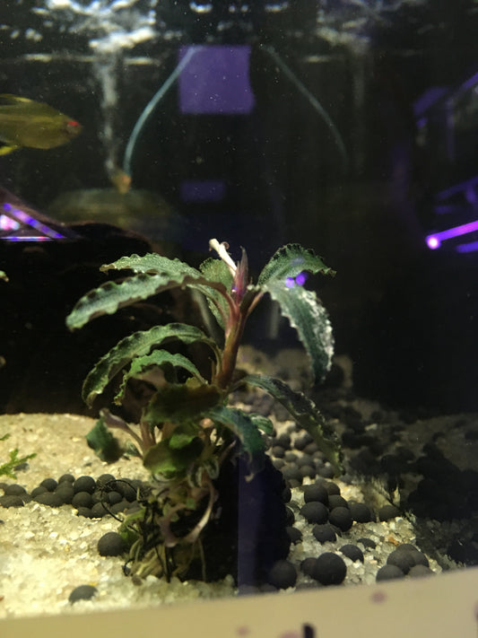 P34 - Bucephalandra godzilla - Kedagang Red