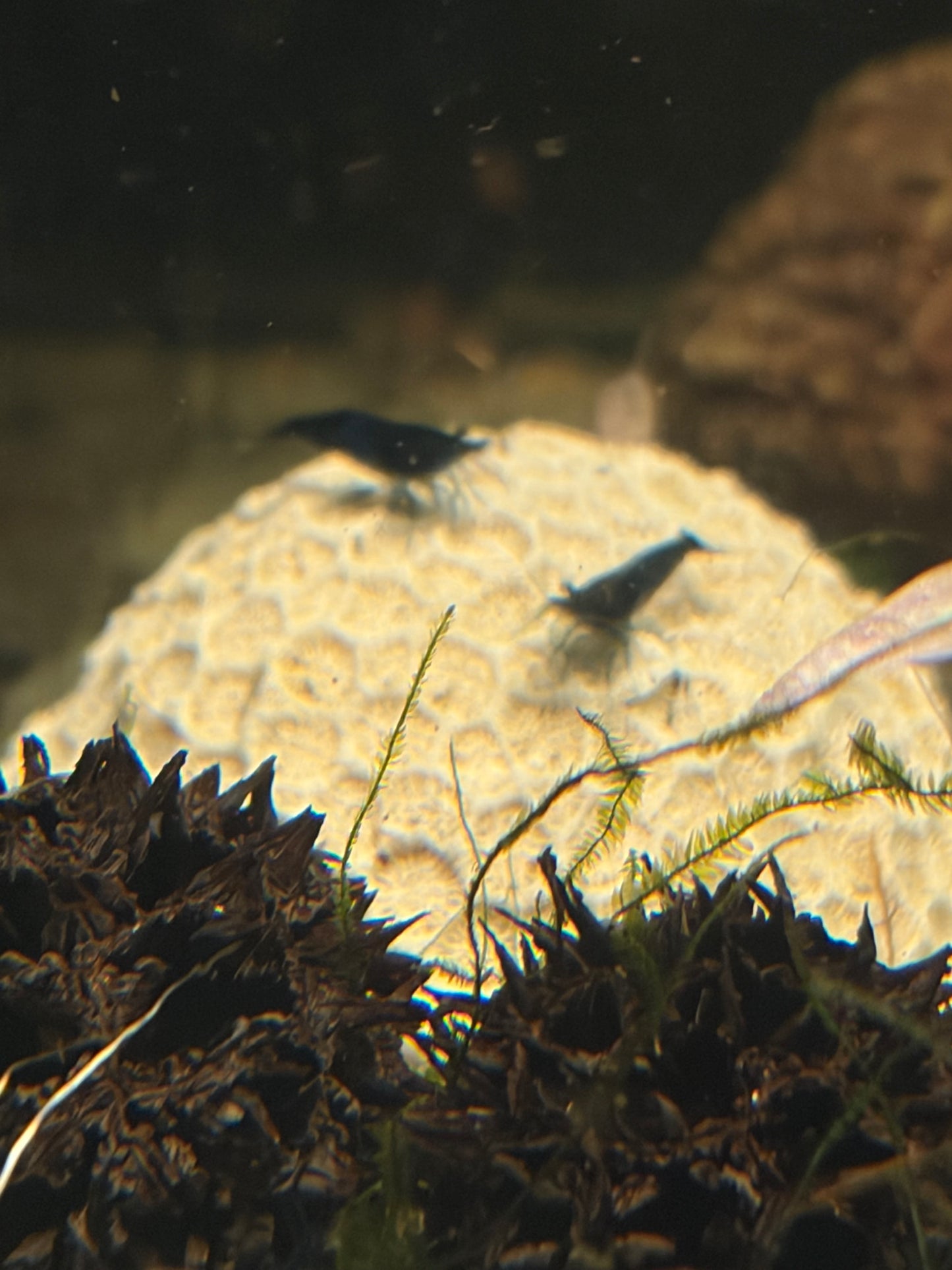 Rili Shrimp (Black and Blue)