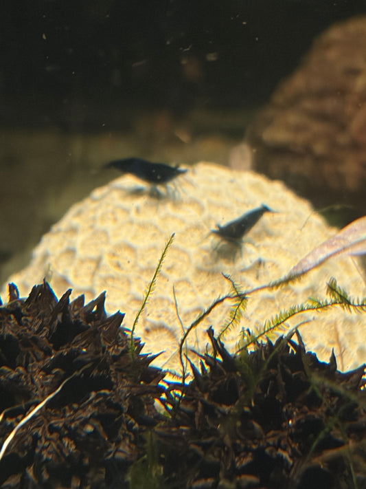 Rili Shrimp (Black and Blue)
