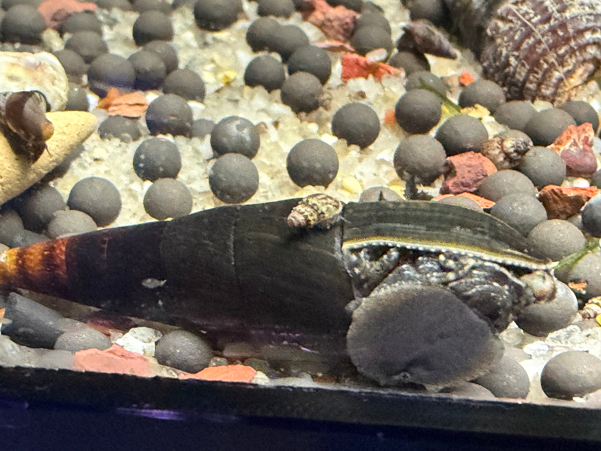 Rabbit snails