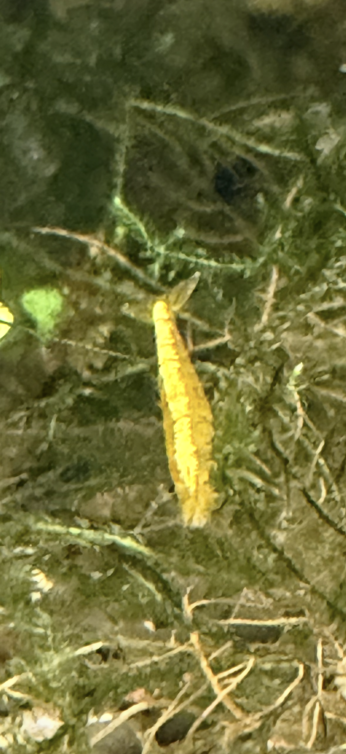 Yellow Shrimp