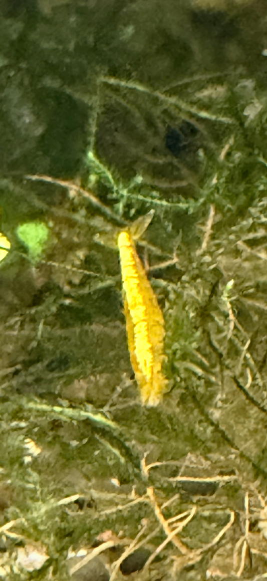 Yellow Shrimp