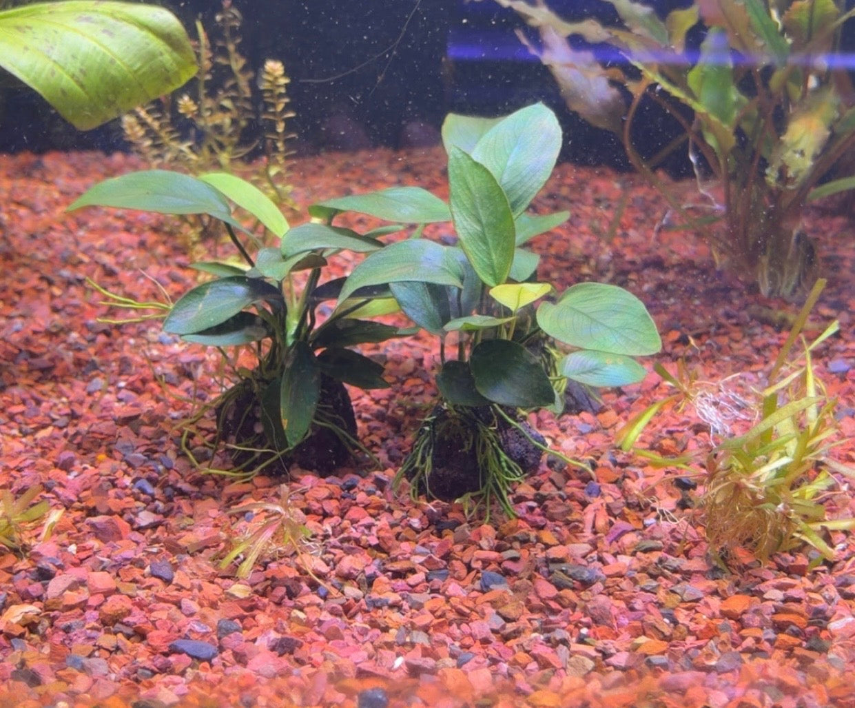 P72 - Anubias barteri var. nana Peacock on lava