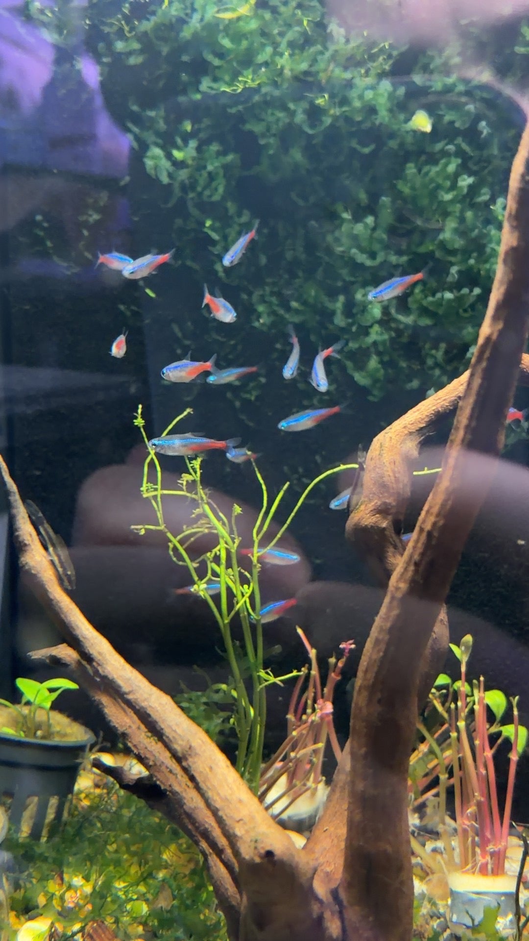 Neon Tetra