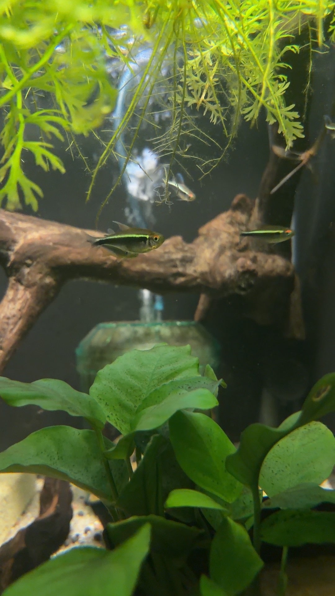 Albino Black Neon